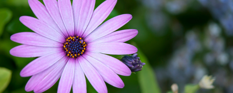紫雏菊的花语是什么 紫雏菊 花语
