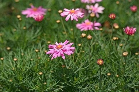 玛格丽特花花期，每年10月开花来年5月结束