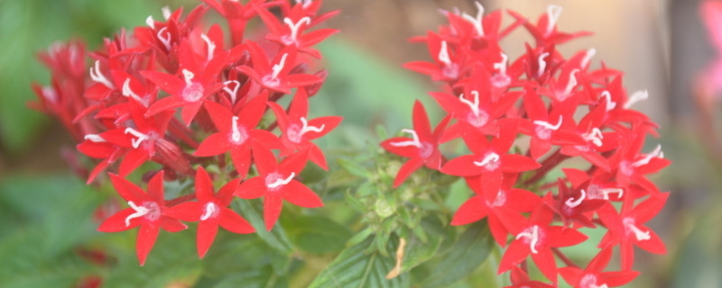 繁星花怎么越冬 繁星花冬天开花吗