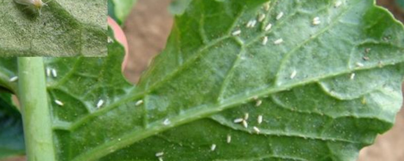 花上的小白飞虫怎样去除