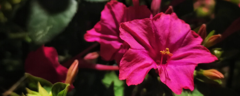 紫茉莉和夜来香是一种花吗（夜来香和茉莉是同一种花吗?）