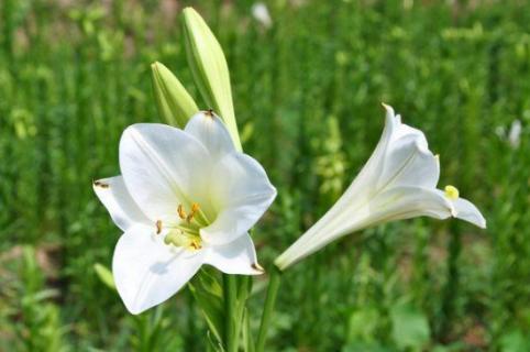 百合发芽后如何养护到开花