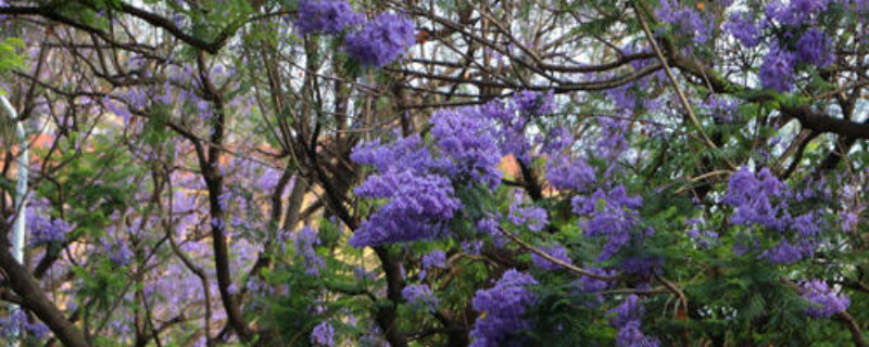 蓝花楹怎么养护（蓝花楹栽培管理）