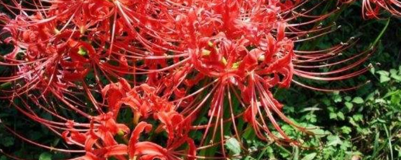 红色彼岸花的花语和象征 红色彼岸花和白色彼岸花的花语