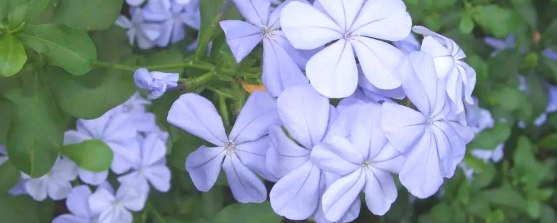 蓝雪花的养殖方法和花期