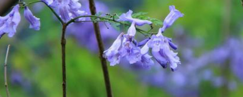 蓝花楹怎么繁殖（蓝花楹移栽）