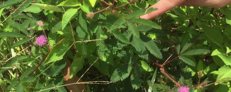 夜来香和含羞草哪个不能用手碰