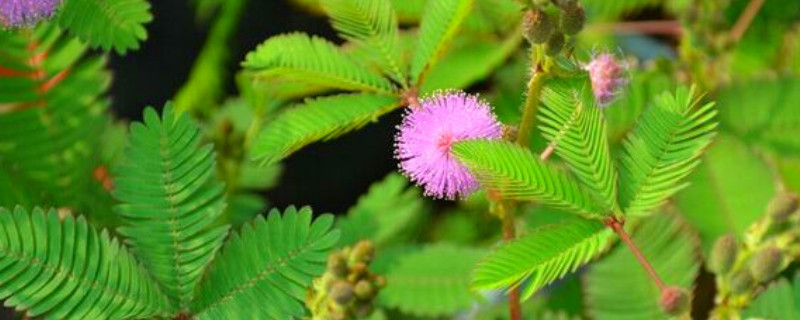 含羞草种子的种植方法和时间（含羞草种子如何种植方法）