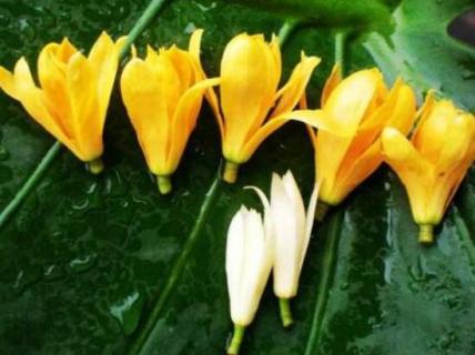 白兰花和黄桷兰的区别，三种方法教你一眼识别