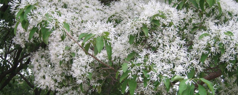 流苏嫁接桂花有啥缼点（流苏嫁接的桂花和原生的桂花有什么区别）