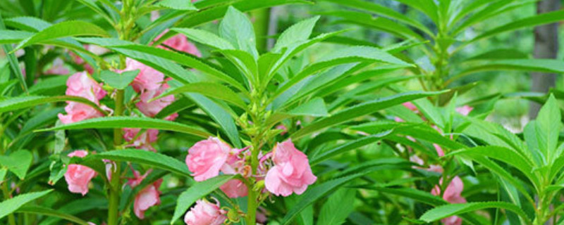 凤仙花花的种子是怎么传播的（凤仙花是用什么来传播种子）