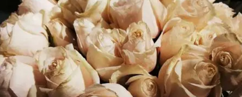 凋谢的白玫瑰花语 枯萎的白玫瑰的花语是什么意思