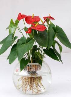 火鹤花应怎样进行无土栽培 火鹤花新栽的怎么养