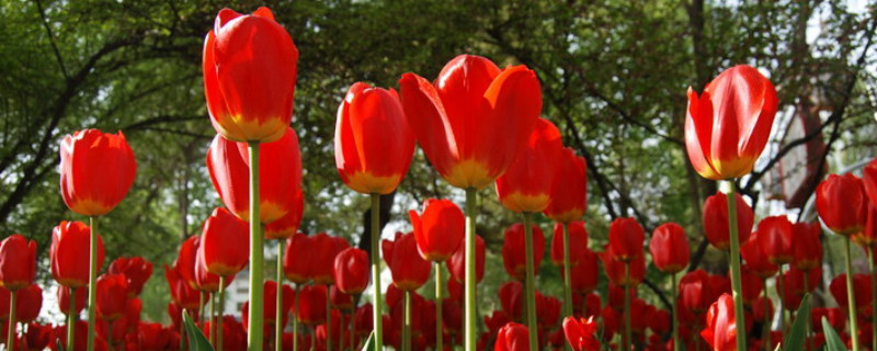 郁金香的花期 郁金香的花期是几月份