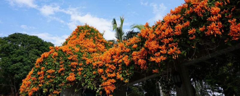 炮仗花几年开花（炮仗花苗几年开花）