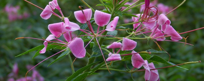 醉蝶花怎么育苗 醉蝶花花苗