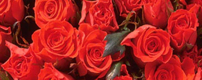 玫瑰花的养殖方法和注意事项（食用玫瑰花的养殖方法和注意事项）