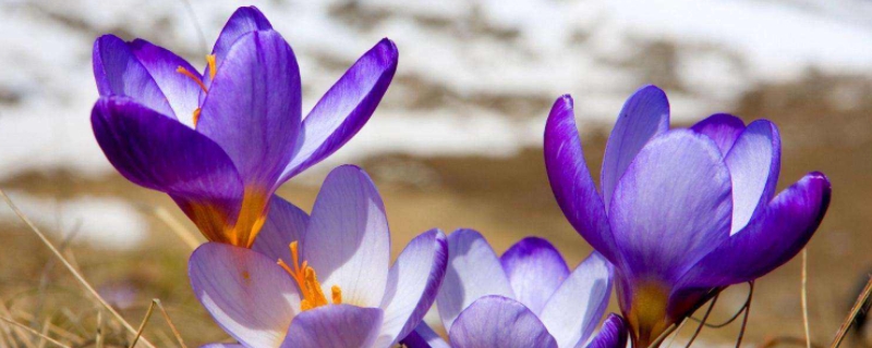 藏红花开花后要把花摘掉吗（藏红花什么时候摘下来）