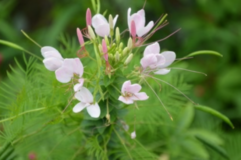 醉蝶花怎么发芽