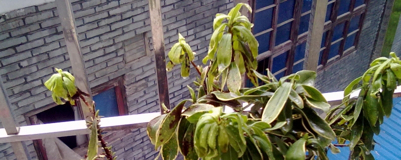 瑞香叶子发黑掉叶子怎么办（瑞香老叶子发黑掉落是什么原因）