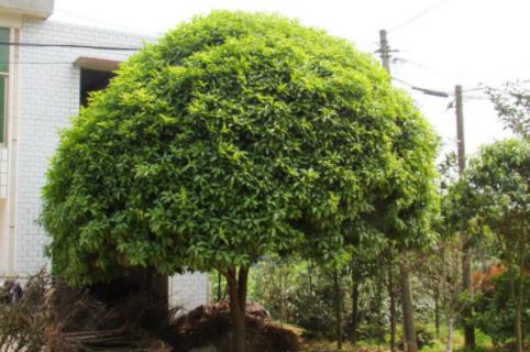 桂花树10月份可以移植吗