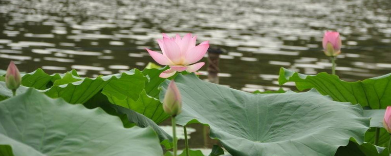 莲子怎么破口（莲子怎么破口破那头）