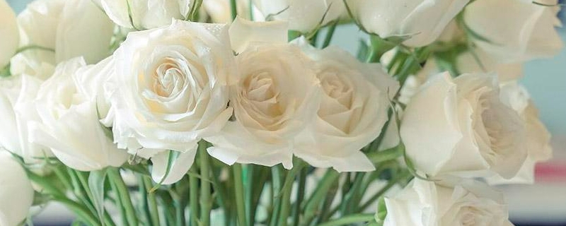 白玫瑰真正的花语（香槟玫瑰真正的花语）