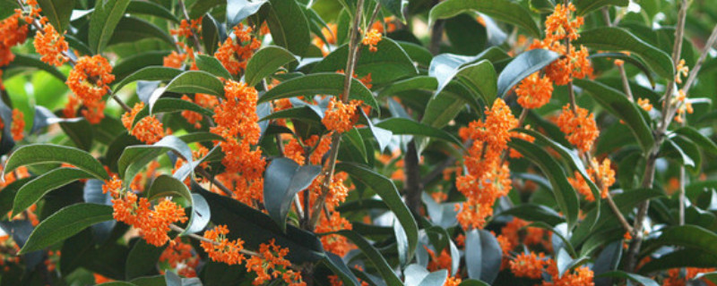 桂花树怎么种植