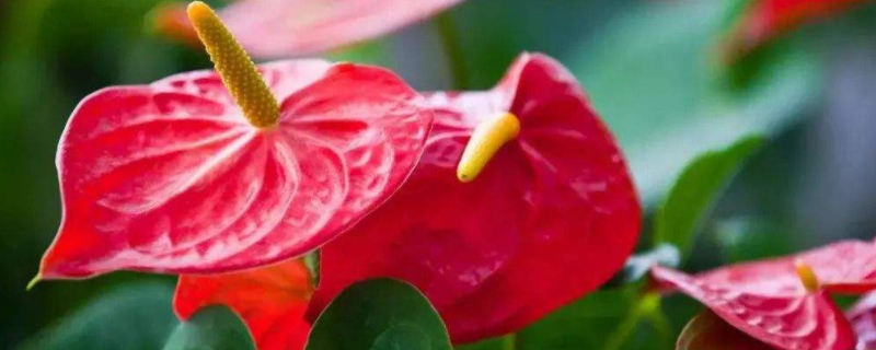 火鹤花怎么施肥（火鹤花需要什么肥料）