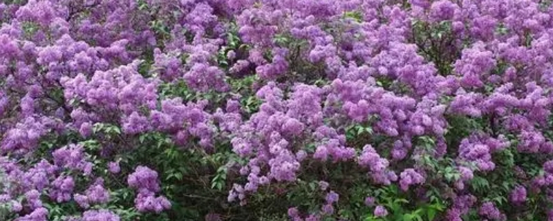 欧洲丁香花几月份开 丁香花几月几日开花