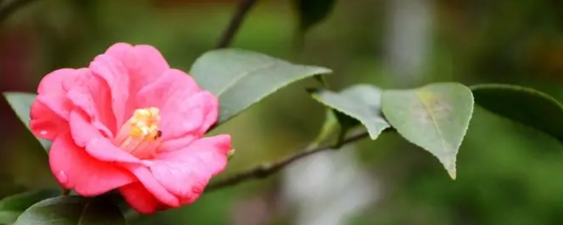 山茶花寓意及花语 山茶花的花语和寓意及图片