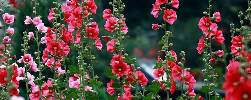 蜀葵花种子种植方法（蜀葵花种子种植方法和时间）