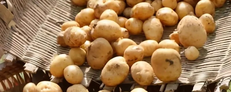 土豆几月份种 土豆几月份种植几月份收获