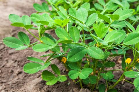 花生苗怎么种植方法