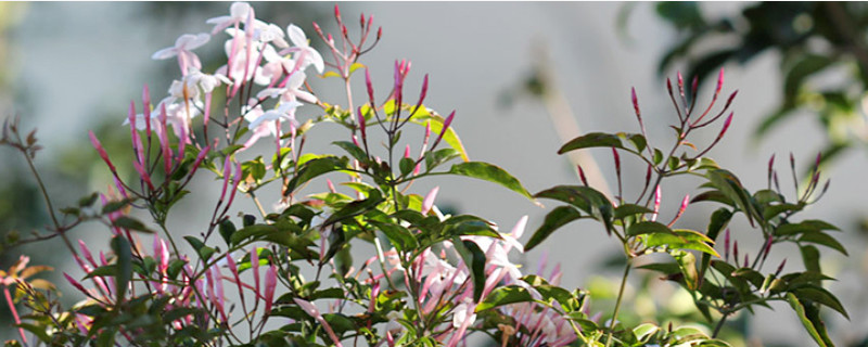 多花素馨的养殖方法和注意事项 最旺宅的爬藤植物
