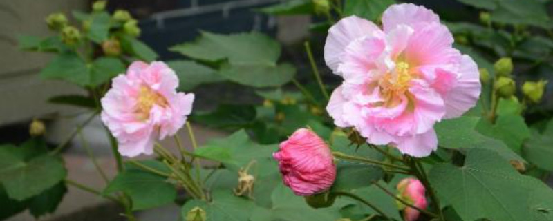 芙蓉花花苞没开就蔫了怎么办 芙蓉花要开没开花就蔫怎么回事