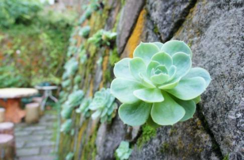 石莲花怎么养：怕积水，忌烈日 石莲花怎么养护