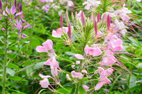 醉蝶花怎么养