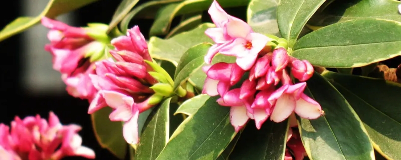 瑞香的花语和寓意（瑞香瑞香花的花语）