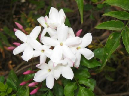 素馨花花语：白色花语为优美文雅 白色素雅的花