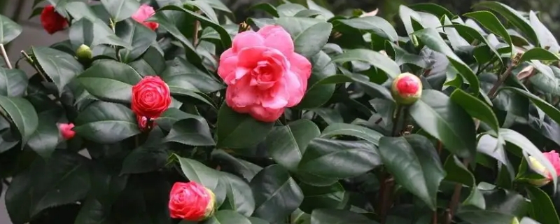 山茶花花语及代表意义 山茶花花语及代表意义男人送山茶花代表什么