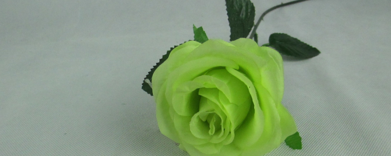 绿色玫瑰花语代表什么 绿白玫瑰的花语