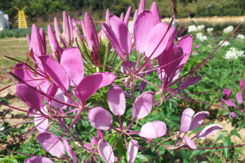 醉蝶花怎么育苗