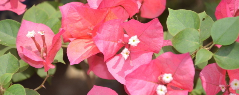 叶子花怎么种植 叶子花怎样种植