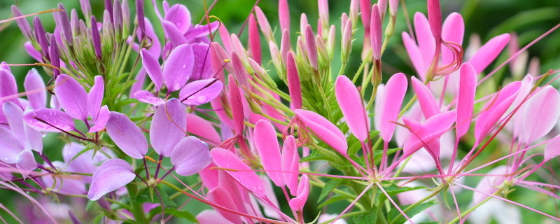 醉蝶花怎么养 醉蝶花可以盆栽吗