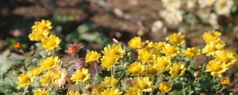 菊花叶子发黄干枯咋回事（菊花叶子干枯特征与原因发黄）