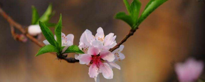 桃花象征着什么品格 桃花的特点和象征