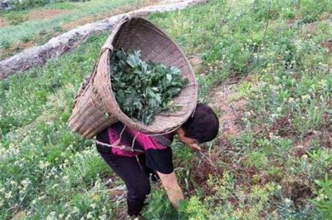 野生艾叶采摘最佳时间，清明节前采摘艾叶效果好