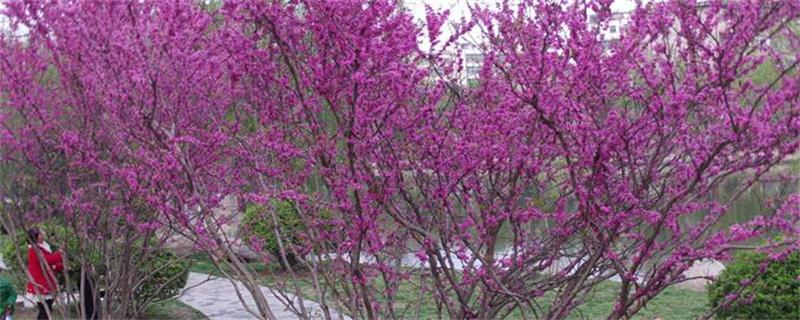 紫荆树和紫荆花的区别 紫荆花是花还是树