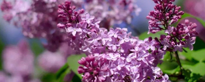 龙牙紫荆是什么花 紫荆花是长啥样的